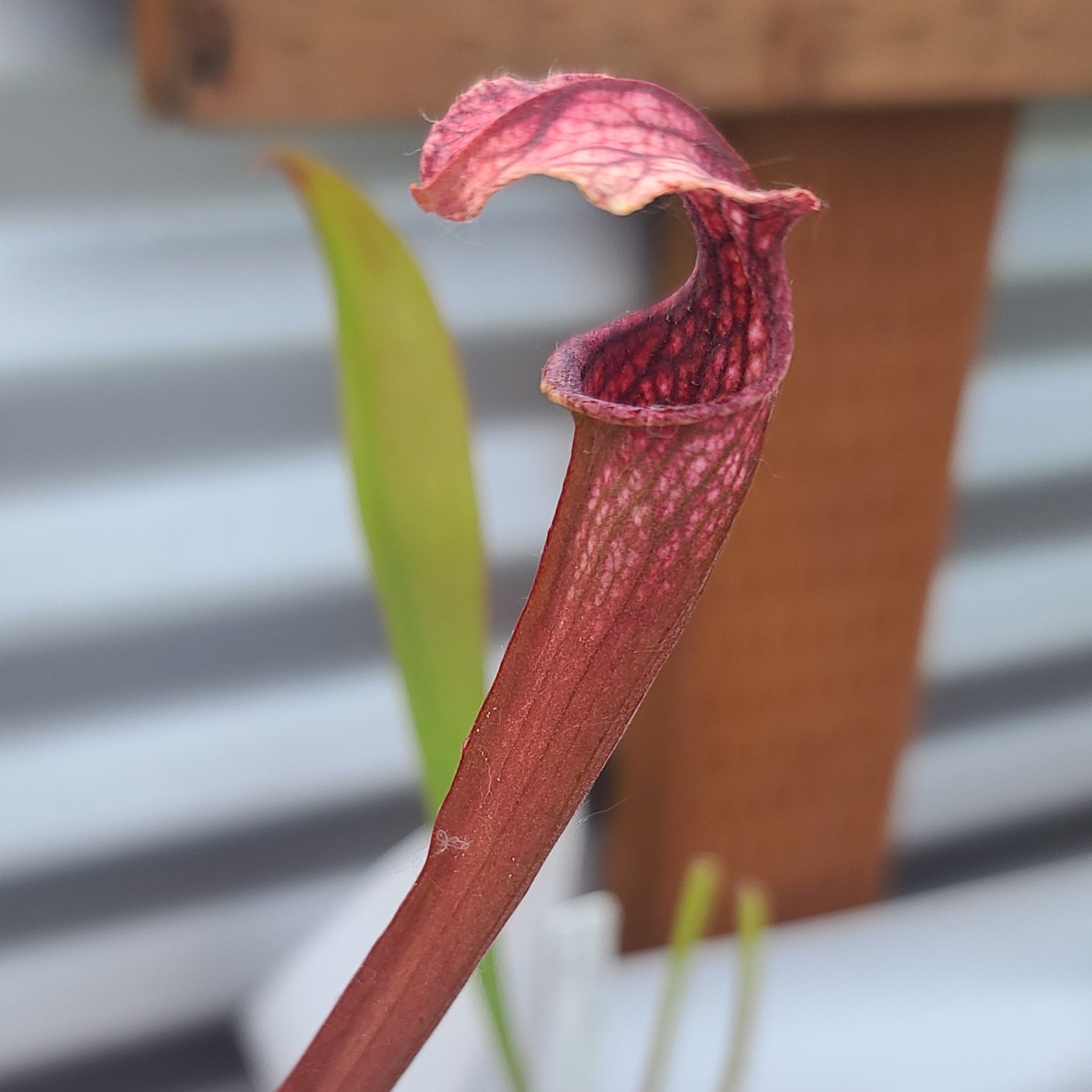 Dana's Delight X Red Rubra Sprouse Cross
