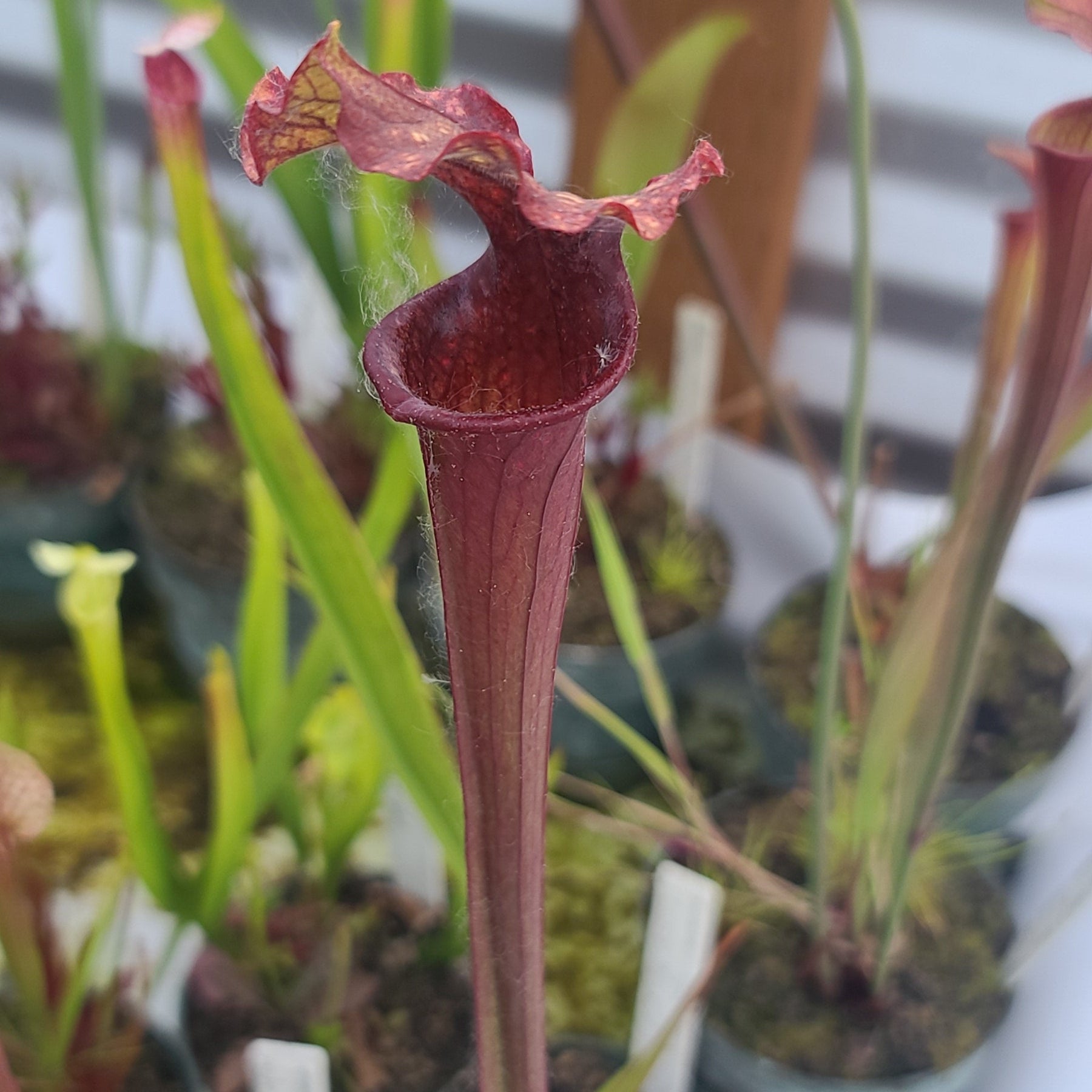 Moorei dark red Brooks Garcia original