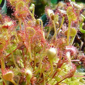 Close-up of carnivorous plants with red and green leaves.