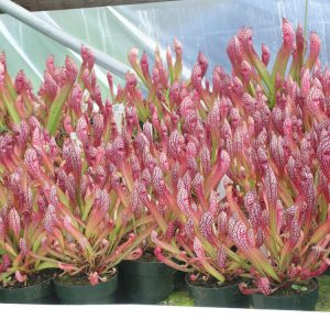 Row of potted plants with pink and green leaves under a white cover