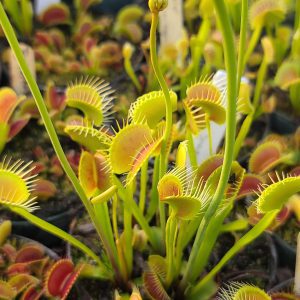 WIP Slim Snapper-venus flytrap