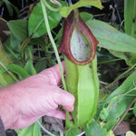 Hand holding a pitcher plant with a close-up of its unique structure