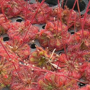 Close up of a rosetted sundew 