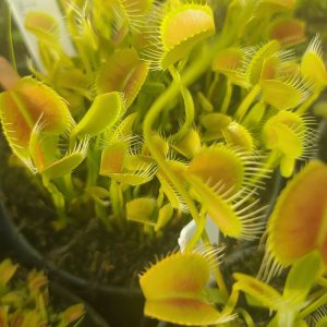 Spider-venus flytrap