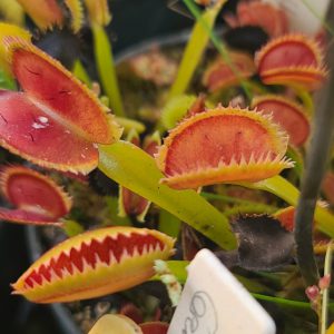 Close-up of a Venus flytrap plant with red and green leaves.
