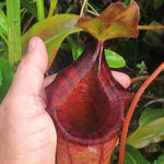 A close-up of a hand holding a pitcher plant with a deep burgundy-red lip and green-yellow body, surrounded by green foliage.