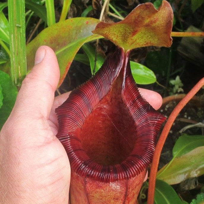 A close-up of a hand holding a pitcher plant with a deep burgundy-red lip and green-yellow body, surrounded by green foliage.