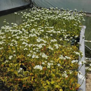 A broad image of a bench of venus flytraps in bloom 