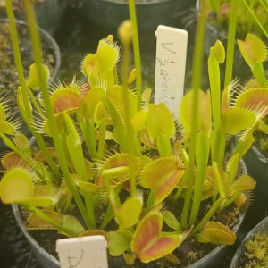 Venus flytraps in pots with labels on a blurred background